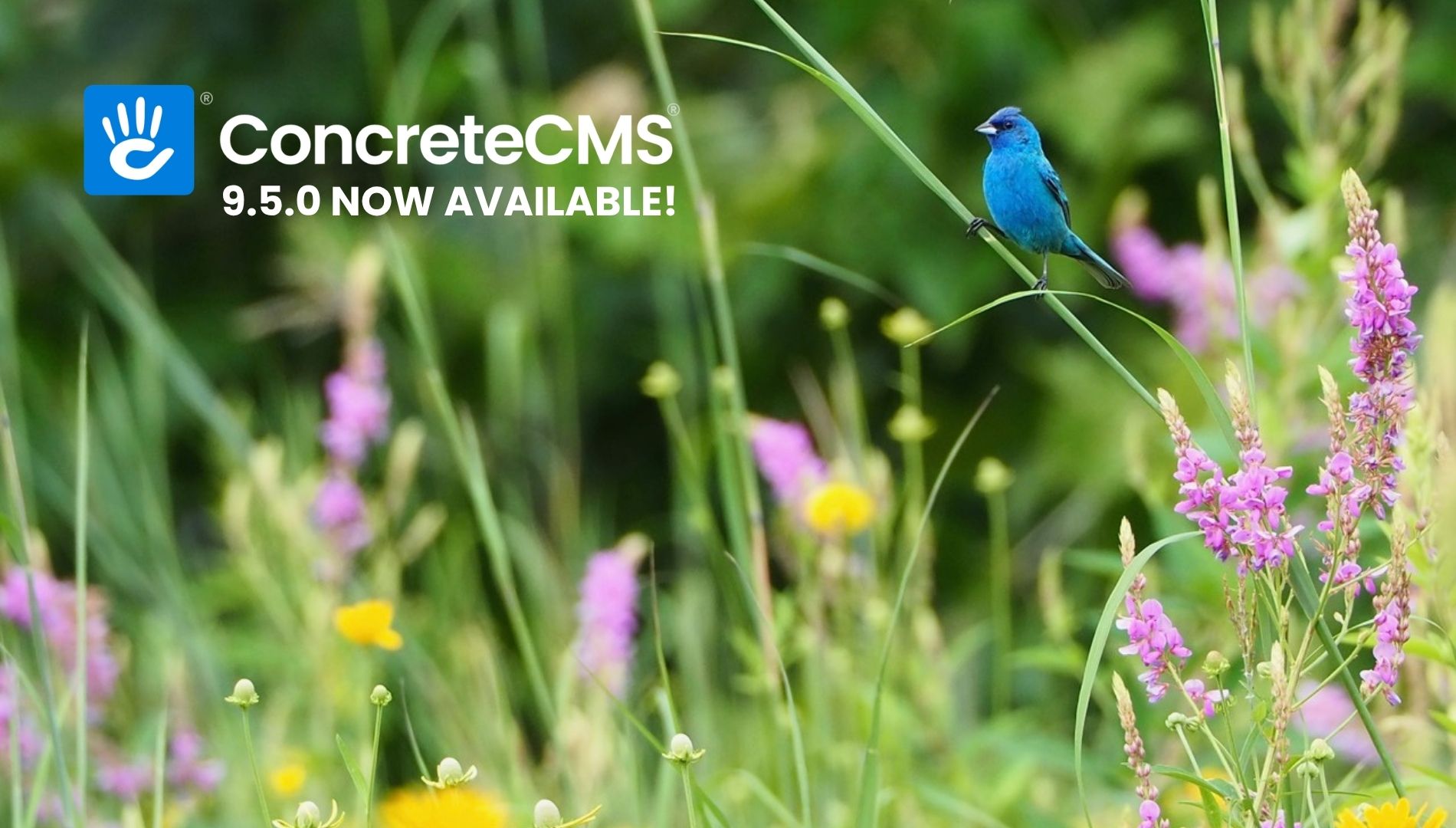 Announcing Concrete CMS 9.5.0 Release